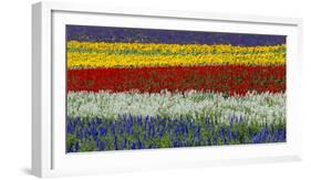 Colorful flowers in the lavender farm, Furano, Hokkaido, Japan-Keren Su-Framed Photographic Print