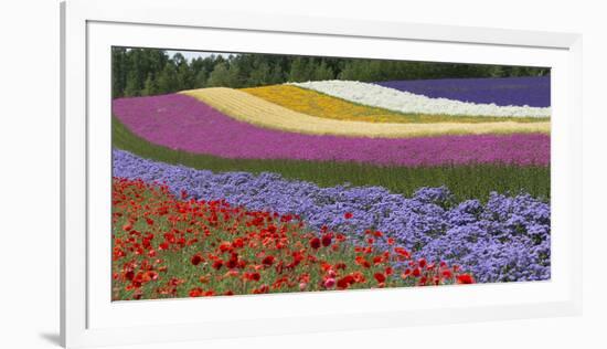 Colorful flowers in the lavender farm, Furano, Hokkaido Prefecture, Japan-Keren Su-Framed Photographic Print