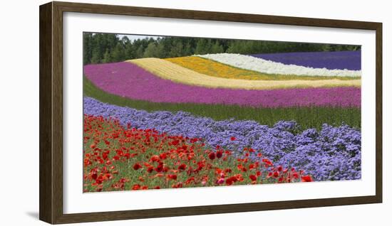 Colorful flowers in the lavender farm, Furano, Hokkaido Prefecture, Japan-Keren Su-Framed Photographic Print