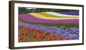 Colorful flowers in the lavender farm, Furano, Hokkaido Prefecture, Japan-Keren Su-Framed Photographic Print