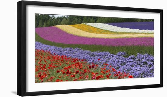 Colorful flowers in the lavender farm, Furano, Hokkaido Prefecture, Japan-Keren Su-Framed Photographic Print