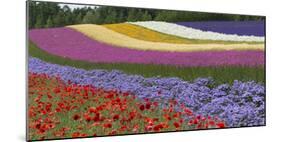 Colorful flowers in the lavender farm, Furano, Hokkaido Prefecture, Japan-Keren Su-Mounted Photographic Print