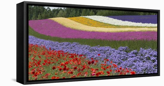 Colorful flowers in the lavender farm, Furano, Hokkaido Prefecture, Japan-Keren Su-Framed Stretched Canvas