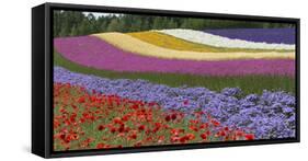 Colorful flowers in the lavender farm, Furano, Hokkaido Prefecture, Japan-Keren Su-Framed Stretched Canvas