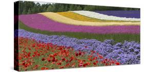 Colorful flowers in the lavender farm, Furano, Hokkaido Prefecture, Japan-Keren Su-Stretched Canvas