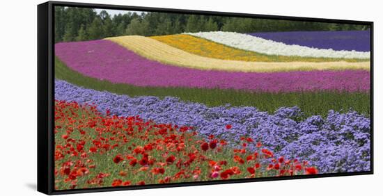 Colorful flowers in the lavender farm, Furano, Hokkaido Prefecture, Japan-Keren Su-Framed Stretched Canvas