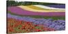 Colorful flowers in the lavender farm, Furano, Hokkaido Prefecture, Japan-Keren Su-Stretched Canvas