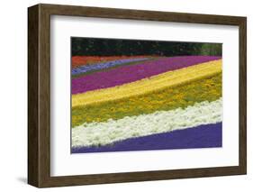 Colorful flowers in the lavender farm, Furano, Hokkaido Prefecture, Japan-Keren Su-Framed Photographic Print