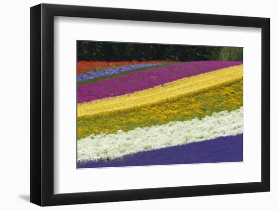 Colorful flowers in the lavender farm, Furano, Hokkaido Prefecture, Japan-Keren Su-Framed Photographic Print