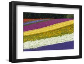 Colorful flowers in the lavender farm, Furano, Hokkaido Prefecture, Japan-Keren Su-Framed Photographic Print