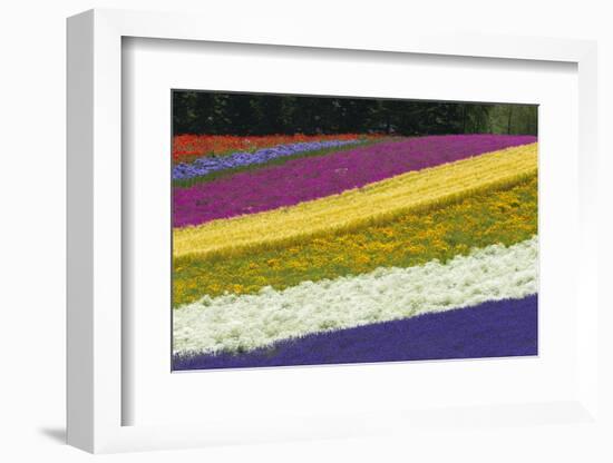 Colorful flowers in the lavender farm, Furano, Hokkaido Prefecture, Japan-Keren Su-Framed Photographic Print