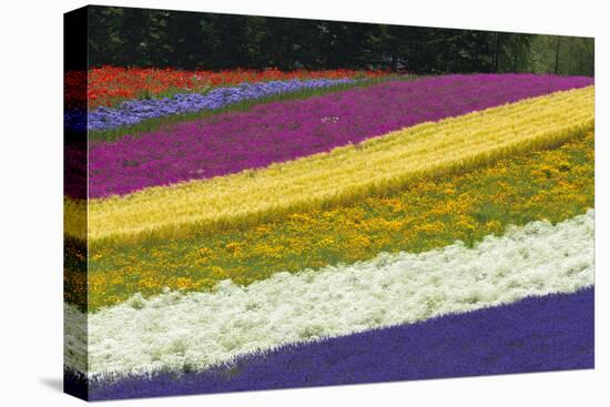 Colorful flowers in the lavender farm, Furano, Hokkaido Prefecture, Japan-Keren Su-Stretched Canvas