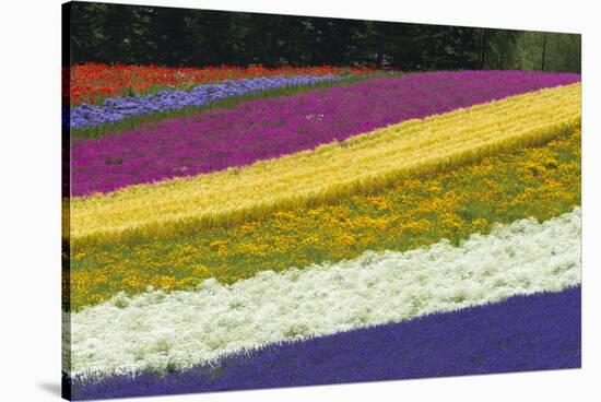 Colorful flowers in the lavender farm, Furano, Hokkaido Prefecture, Japan-Keren Su-Stretched Canvas