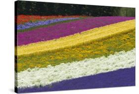 Colorful flowers in the lavender farm, Furano, Hokkaido Prefecture, Japan-Keren Su-Stretched Canvas