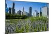 Colorful Flowers in the Millennium Park with the Skyline of Chicago, Illinois, Usa-Michael Runkel-Mounted Photographic Print