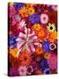 Colorful Flowers-Darrell Gulin-Stretched Canvas