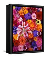 Colorful Flowers-Darrell Gulin-Framed Stretched Canvas