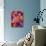 Colorful Flowers-Darrell Gulin-Photographic Print displayed on a wall