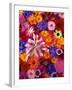 Colorful Flowers-Darrell Gulin-Framed Photographic Print