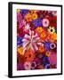 Colorful Flowers-Darrell Gulin-Framed Photographic Print