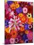 Colorful Flowers-Darrell Gulin-Mounted Photographic Print