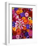 Colorful Flowers-Darrell Gulin-Framed Photographic Print