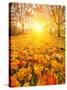 Colorful Foliage in the Autumn Park-sborisov-Stretched Canvas