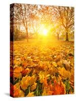 Colorful Foliage in the Autumn Park-sborisov-Stretched Canvas