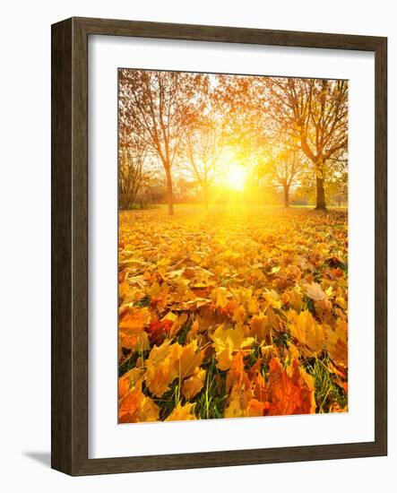 Colorful Foliage in the Autumn Park-sborisov-Framed Photographic Print