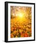 Colorful Foliage in the Autumn Park-sborisov-Framed Photographic Print