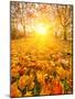 Colorful Foliage in the Autumn Park-sborisov-Mounted Photographic Print