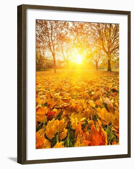 Colorful Foliage in the Autumn Park-sborisov-Framed Photographic Print