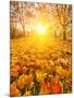 Colorful Foliage in the Autumn Park-sborisov-Mounted Photographic Print