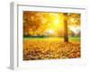 Colorful Foliage in the Autumn Park-sborisov-Framed Photographic Print