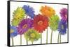 Colorful Gerbera Daisies-Carol Rowan-Framed Stretched Canvas