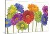 Colorful Gerbera Daisies-Carol Rowan-Stretched Canvas