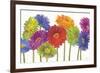 Colorful Gerbera Daisies-Carol Rowan-Framed Art Print