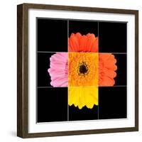 Colorful Gerbera Marigold Flower Mosaic Design-tr3gi-Framed Art Print