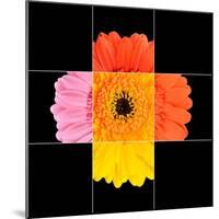 Colorful Gerbera Marigold Flower Mosaic Design-tr3gi-Mounted Art Print