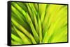 Colorful glass with blurred motion effect.-Stuart Westmorland-Framed Stretched Canvas