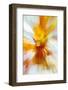 Colorful glass with blurred motion effect.-Stuart Westmorland-Framed Photographic Print