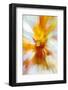 Colorful glass with blurred motion effect.-Stuart Westmorland-Framed Photographic Print