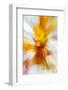 Colorful glass with blurred motion effect.-Stuart Westmorland-Framed Photographic Print