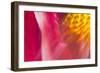 Colorful glass with blurred motion effect.-Stuart Westmorland-Framed Photographic Print