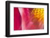 Colorful glass with blurred motion effect.-Stuart Westmorland-Framed Photographic Print