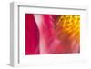 Colorful glass with blurred motion effect.-Stuart Westmorland-Framed Photographic Print