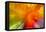 Colorful glass with blurred motion effect.-Stuart Westmorland-Framed Stretched Canvas