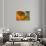 Colorful glass with blurred motion effect.-Stuart Westmorland-Photographic Print displayed on a wall