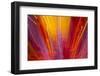 Colorful glass with blurred motion effect.-Stuart Westmorland-Framed Photographic Print