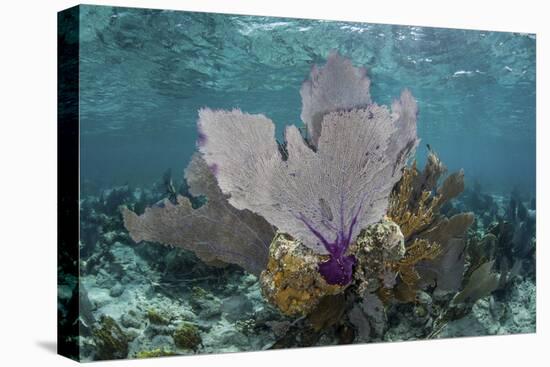 Colorful Gorgonians Grow in Off Turneffe Atoll in Belize-Stocktrek Images-Stretched Canvas